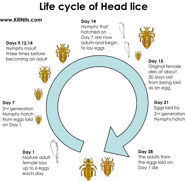 Life Cycle of Head Lice diagram